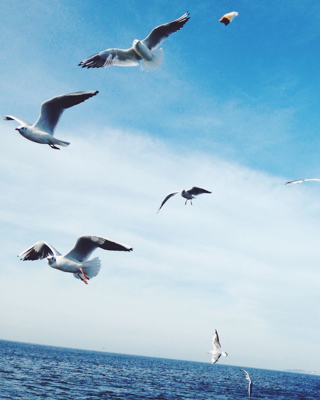 bird, flying, animal themes, animals in the wild, spread wings, seagull, wildlife, mid-air, sea, sky, freedom, horizon over water, flock of birds, low angle view, water, medium group of animals, motion, blue, nature, zoology