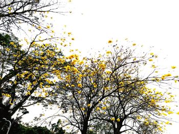 Low angle view of tree against sky