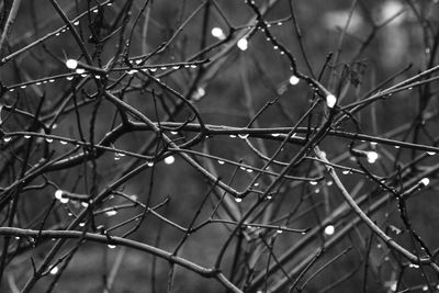 Close-up of wet bare tree branches during rainy season