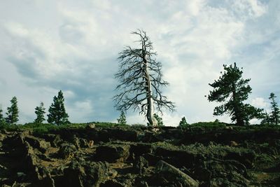 Low angle view of trees against cloudy sky