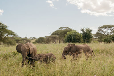 Elephants on field