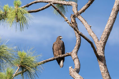 Low angle view of eagle perching on tree against sky