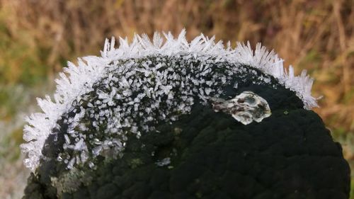Close-up of frozen leaf during winter
