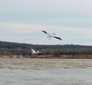 Seagulls flying in the sky