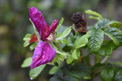 Close-up of purple flowers blooming outdoors