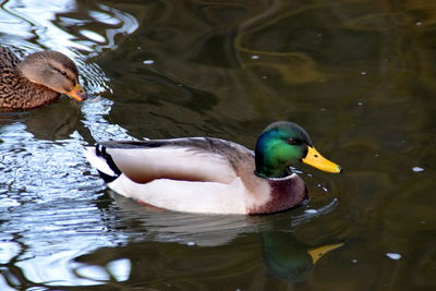 Close-up of duck swimming in lake