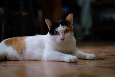 Close-up portrait of cat