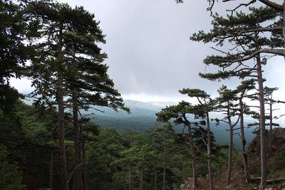 Scenic view of pine trees against sky