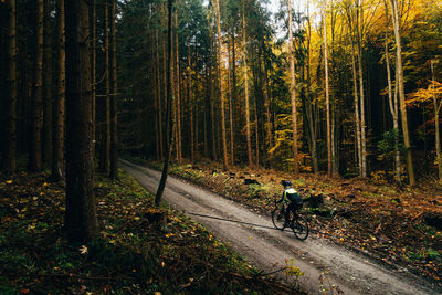 Man riding bicycle on road amidst trees in forest