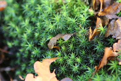 Close-up view of plants