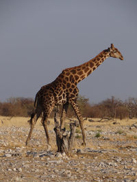 A giraffe stands alone in the steppe of the etosha national park on a sunny autumn day in namibia