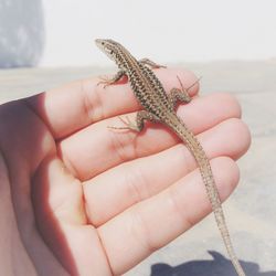 Cropped image of hand with lizard in sunlight