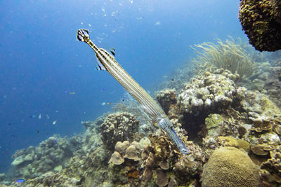 Close-up of trumpet fish swimming underwater