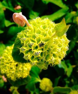 Close-up of yellow flowers