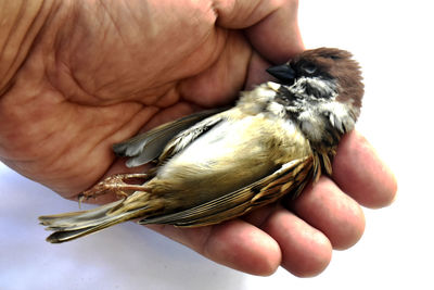 Close-up of a hand holding a bird