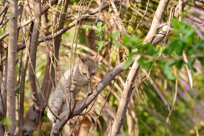 Close-up of squirrel on tree