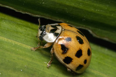 Close-up of ladybug on leaf