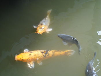 High angle view of fish swimming in lake