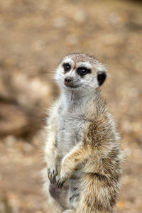 meerkat