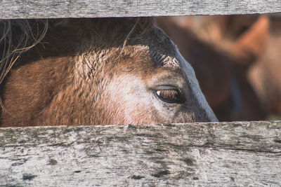 Close-up of a horse