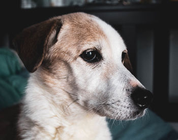 Close-up of a dog looking away