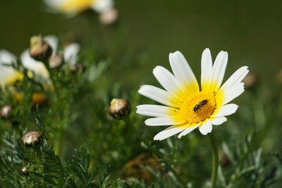 Close-up of insect on white flower