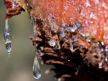 Close up of water drops on leaf