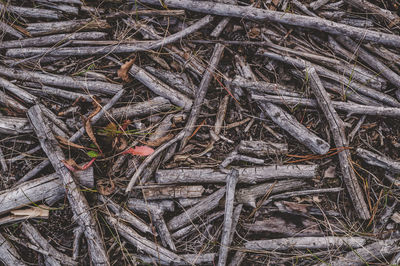 High angle view of dry leaves on field