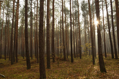 Pine trees in forest