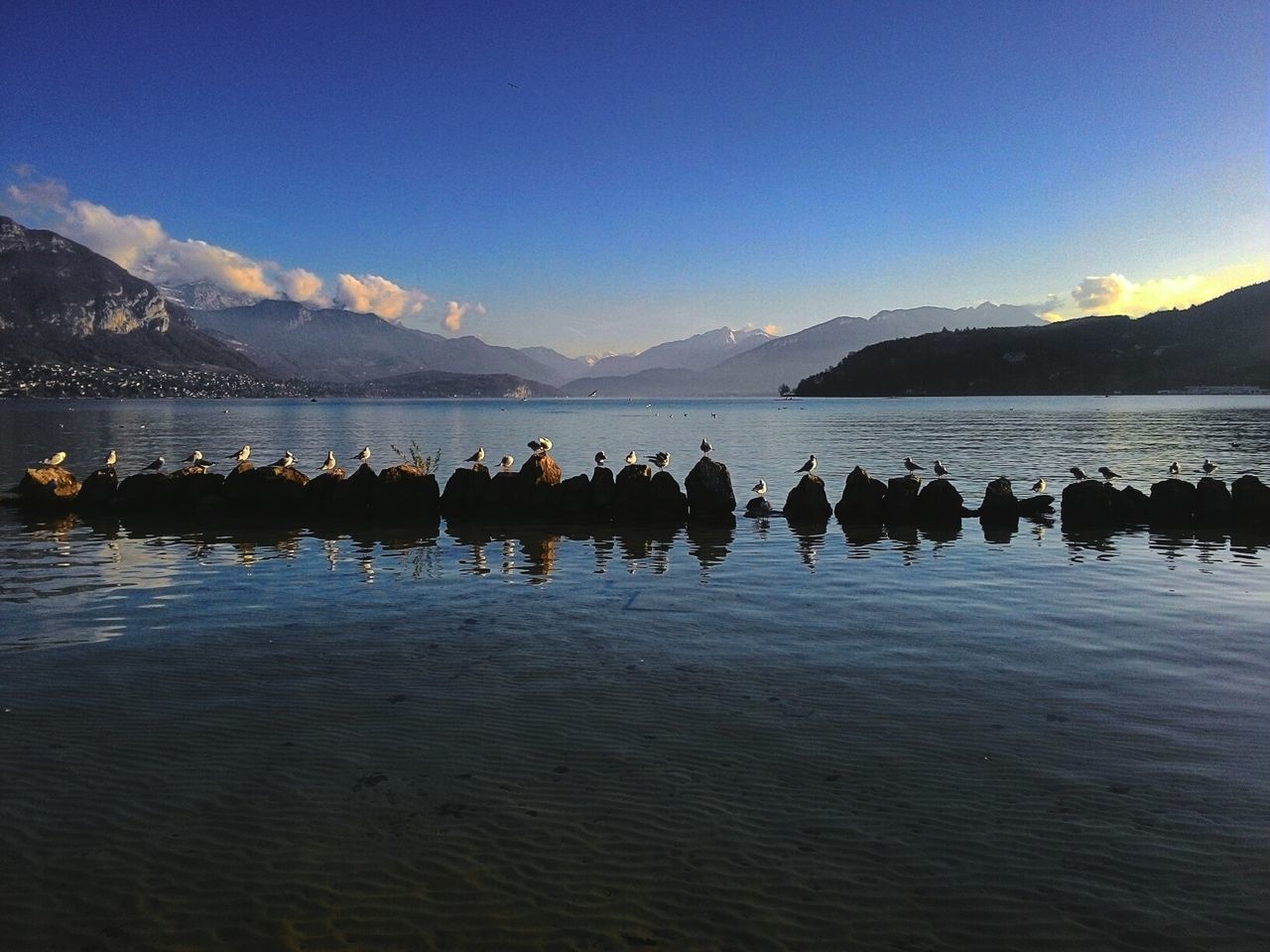 Mountain Lake Animal Bird Reflection Beauty In Nature No People Outdoors Mountain Range France 🇫🇷 Alps France Annecy Lake Travel Destinations Eye Em Nature Collection Eye Em Nature Lover Nature_collection Naturelovers Eye Em New Here