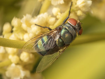 Close-up of insect on flower