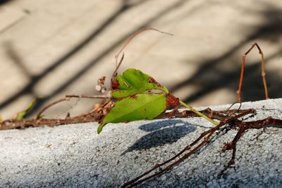 Close-up of green leaves on plant against wall