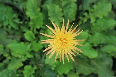 Close-up of yellow flowering plant