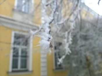 Close-up of spider on web during winter