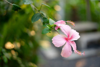 Close-up of pink flowering plant