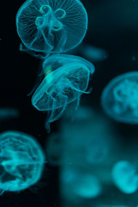 Close-up of jellyfish in sea