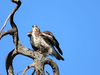 Low angle view of bird perching on branch against blue sky