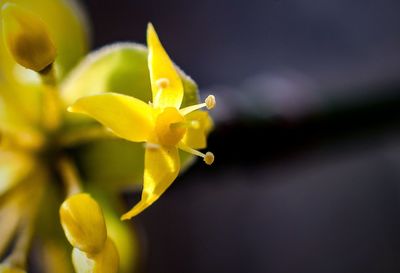 Close-up of yellow flowering plant