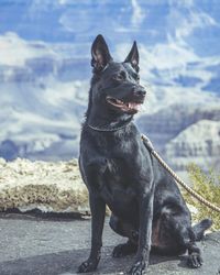 Close-up of dog sitting against sky