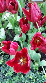 Close-up of red flowers blooming outdoors