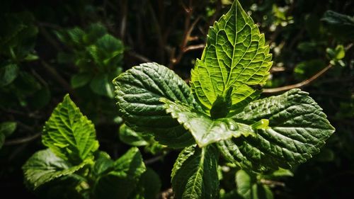 Close-up of fresh green leaves on plant