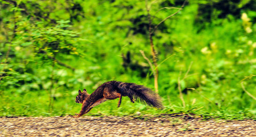 View of an animal on field