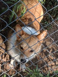 Portrait of dog behind fence