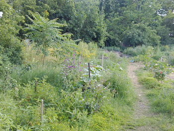 Plants growing on field