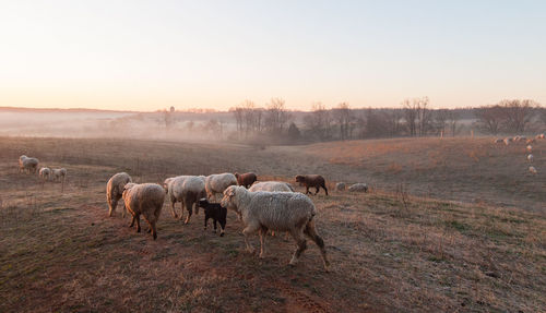 Horses in a field