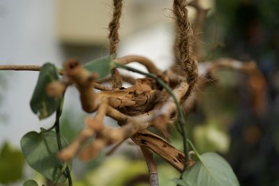 Close-up of dried plant hanging on tree