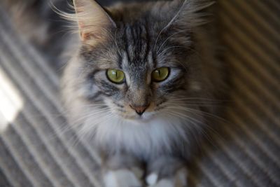 Close-up portrait of cat