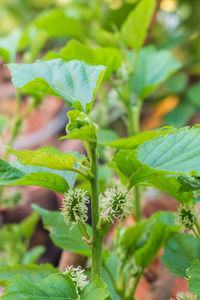 Close-up of fresh green plant