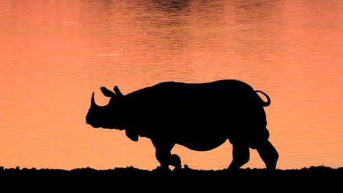 Silhouette rhinoceros walking against lake during sunset