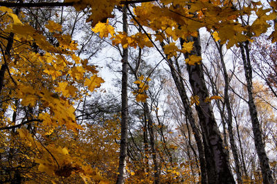 Low angle view of tree